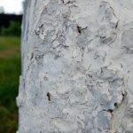 1758655120_Γιατί-ασπρίζουν-τα-δέντρα-το-φθινόπωρο-το-κύριο-λάθος-των.jpg