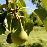 1758662421_Γιατί-τα-αχλάδια-σαπίζουν-ακριβώς-πάνω-στο-δέντρο-οι-κύριοι.jpg