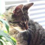 1758753629_Τι-συμβαίνει-αν-δώσετε-σε-μια-γάτα-γρασίδι-αποκαλύπτοντας-τους.jpg