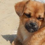 1758763528_Γιατί-ένα-κατοικίδιο-ζώο-ταμπουρώνεται-πριν-τον-ύπνο-τρεις-λόγοι.jpg