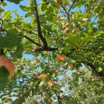 1758802213_Γιατί-ο-ψεκασμός-με-ουρία-το-φθινόπωρο-είναι-τόσο-αποτελεσματικός.jpg