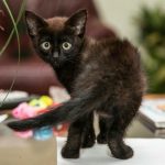1758812121_Γιατί-μια-γάτα-τρίβεται-πάνω-σας-αποκρυπτογραφώντας-τα-κρυφά-σήματα.jpg